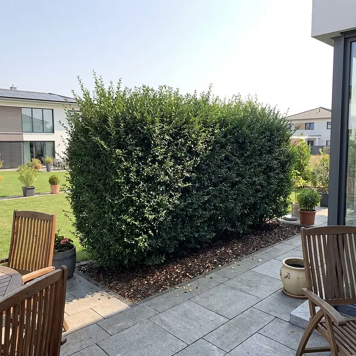 Piardino Liguster - 60 cm - 80 cm, Ligustrum ovalifolium, 100 Stk. - Stimmungsaufnahme