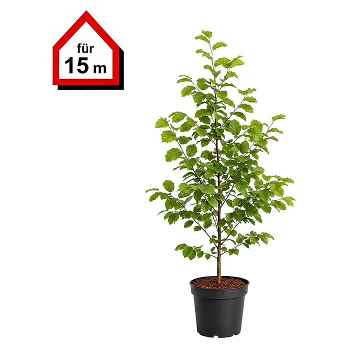 Rotbuche - 100 cm - 125 cm, Fagus sylvatica, 60 Stk. - Informationsansicht