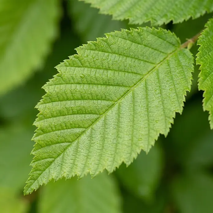 Piardino Hainbuche - Aktuelle Wuchshöhe: 100 cm - 125 cm, Carpinus betulus, 70 Stk. - Detailaufnahme