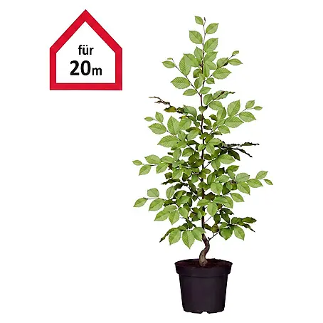 Hainbuche