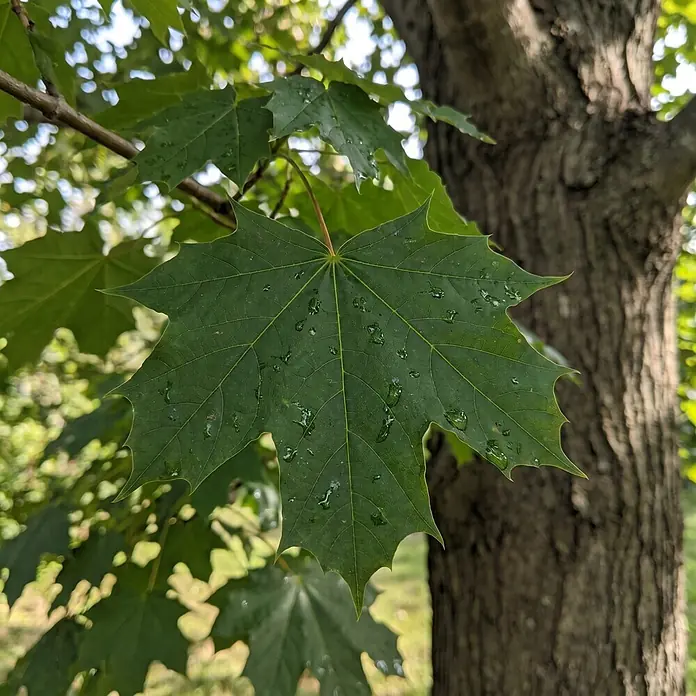 Piardino Kugel-Ahorn Globosum - Acer platanoides, Aktuelle Wuchshöhe: 170 cm, Stammhöhe: 120 cm - Detailaufnahme