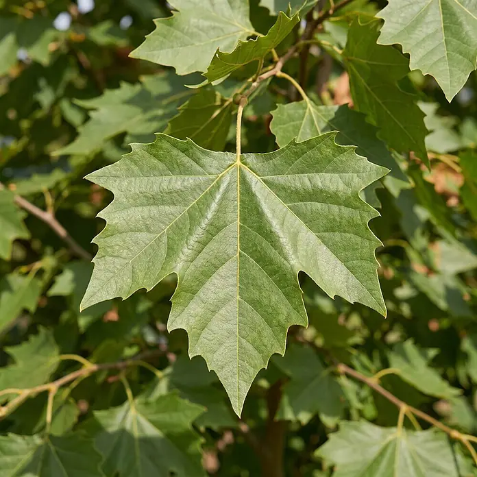 Piardino Platane - Platanus hispanica Alphens Globe, Aktuelle Wuchshöhe: 200 cm, Stammhöhe: 150 cm - Helles grünes, tief gelapptes Blatt von einem Baum mit sichtbaren Adern.