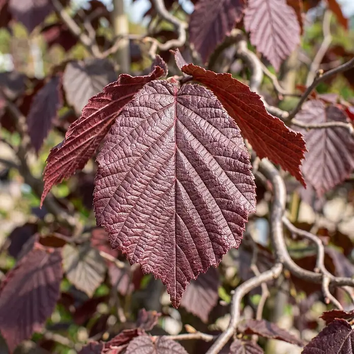 Piardino Haselnussstrauch Red Majestic - Corylus avellana, Aktuelle Wuchshöhe: 150 cm, Stammhöhe: 120 cm - Detailaufnahme