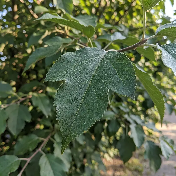 Piardino Zierapfel Tina - Malus toringo, Aktuelle Wuchshöhe: 200 cm, Stammhöhe: 150 cm - Detailaufnahme