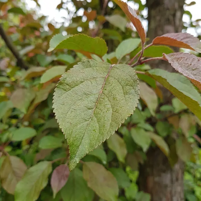 Piardino Zierapfel Hyslop - Malus, Aktuelle Wuchshöhe: 170 cm, Stammhöhe: 120 cm - Detailaufnahme