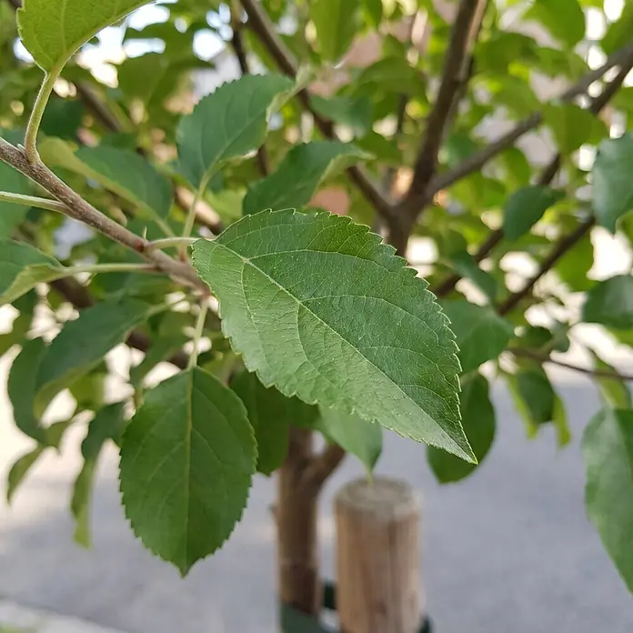 Piardino Zierapfel Evereste - Malus, Aktuelle Wuchshöhe: 200 cm - Detailaufnahme