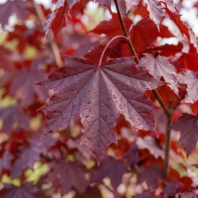 Piardino Spitzahorn Crimson Sentry - Acer platanoides, Aktuelle Wuchshöhe: 200 cm, Stammhöhe: 150 cm - Detailaufnahme