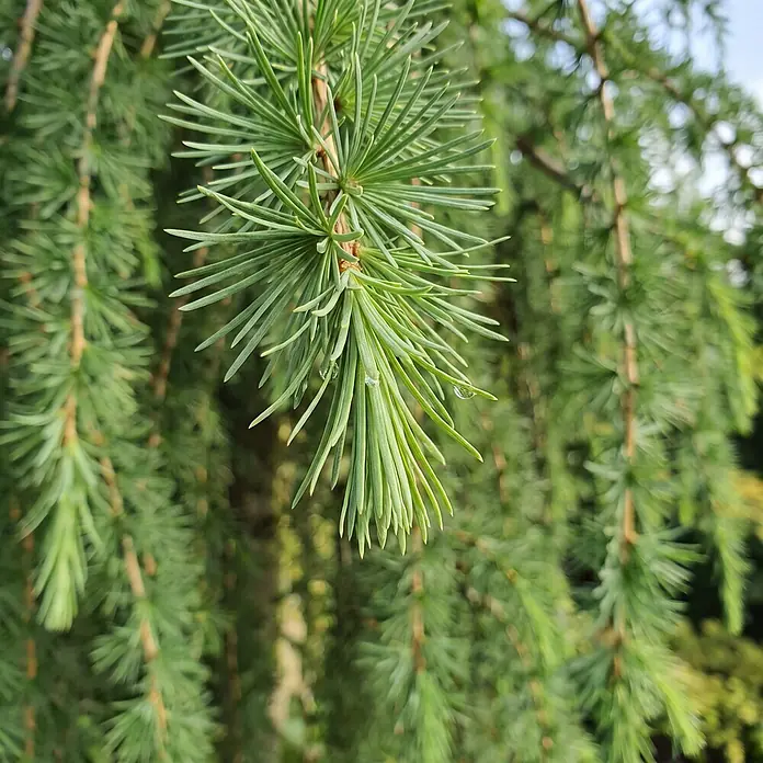 Piardino Japanische Lärche Stiff Weeper - Larix kaempferi, Aktuelle Wuchshöhe: 200 cm, Stammhöhe: 150 cm - Detailaufnahme