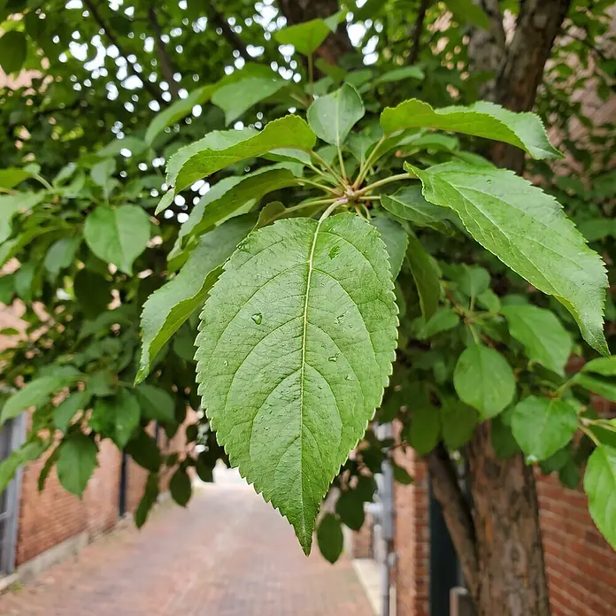 Piardino Amberbaum Gum ball - Liquidambar styraciflua, Aktuelle Wuchshöhe: 170 cm, Stammhöhe: 120 cm - Nahaufnahme eines grünen Blattes mit Wassertropfen an einem Baum vor einer verschwommenen Ziegelmauer und Gehweg.