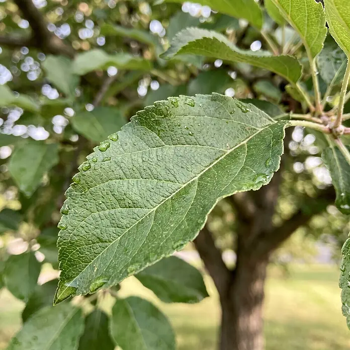 Piardino Zierapfel Fontana - Malus, Aktuelle Wuchshöhe: 150 cm, Stammhöhe: 120 cm - Detailaufnahme