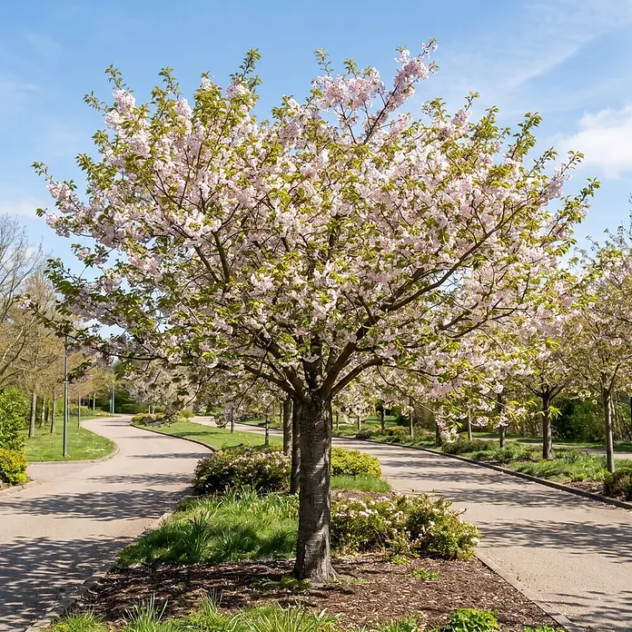 Piardino Yoshino-Kirsche - Prunus yoedensis, Aktuelle Wuchshöhe: 170 cm, Stammhöhe: 120 cm - Stimmungsaufnahme