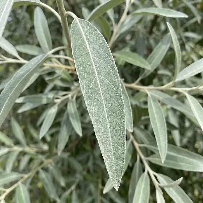 Piardino Silberbirne Pendula - Pyrus salicifolia Pendula, Aktuelle Wuchshöhe: 170 cm, Stammhöhe: 120 cm - Längliches, silbrig-grünes Blatt mit ausgeprägter Mittelrippe und feiner, pelziger Textur, Nahaufnahme.