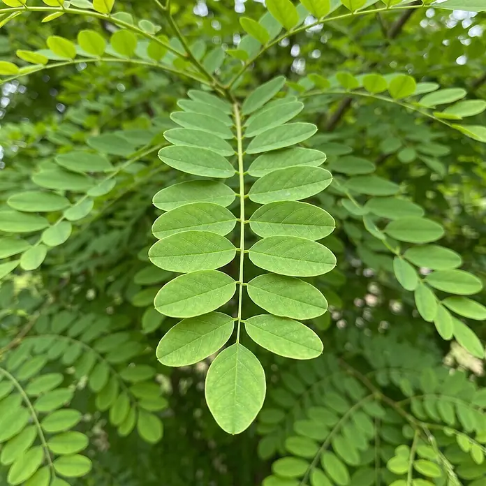 Piardino Kugel-Robinie - Robinia pseudoacacia Umbraculifera, Aktuelle Wuchshöhe: 200 cm, Stammhöhe: 150 cm - Nahaufnahme von leuchtend grünen, ovalen Blättern, die an einem Stiel angeordnet sind.
