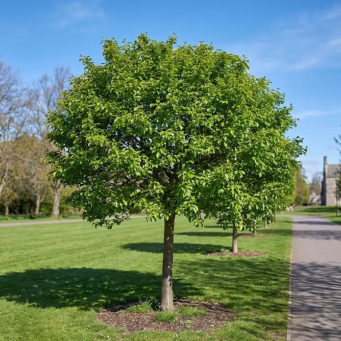 Piardino Zierkirsche - Prunus 'eminens', Aktuelle Wuchshöhe: 170 cm, Stammhöhe: 120 cm - Stimmungsaufnahme