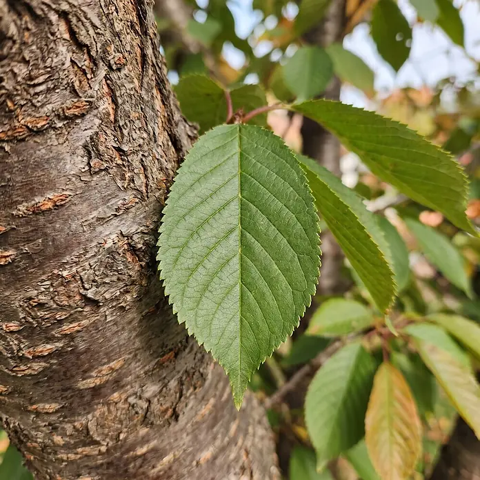 Piardino Zierkirsche - Prunus 'Accolade', Aktuelle Wuchshöhe: 200 cm, Stammhöhe: 150 cm - Detailaufnahme