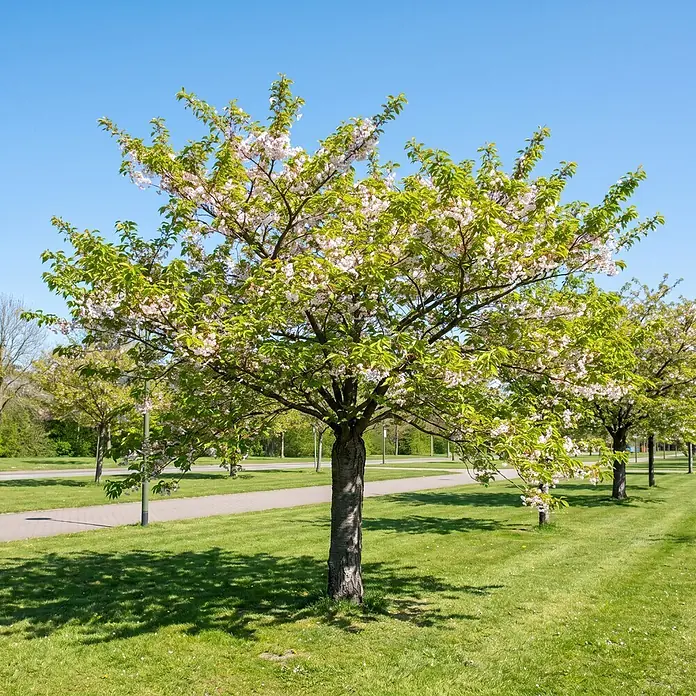 Piardino Yoshino-Kirsche - Prunus yoedensis, Aktuelle Wuchshöhe: 200 cm, Stammhöhe: 150 cm - Ein wunderschöner blühender Baum mit weißen und rosa Blüten sowie grünen Blättern steht in einem sonnigen Park mit Gras und Gehwegen.