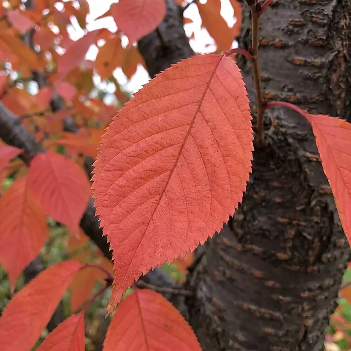Piardino Zierkirsche - Prunus nipponica 'Brillant', Aktuelle Wuchshöhe: 170 cm, Stammhöhe: 120 cm - Leuchtend orangerotes Herbstblatt mit detaillierten Adern und gezackten Rändern an einem Ast.