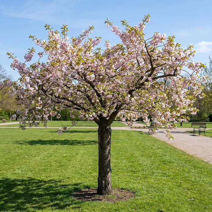 Piardino Zierkirsche - Prunus subhirtella Autumnalis, Aktuelle Wuchshöhe: 170 cm, Stammhöhe: 120 cm - Ein rosafarbener Kirschblütenbaum steht in einem grünen Park mit Weg und Bänken.
