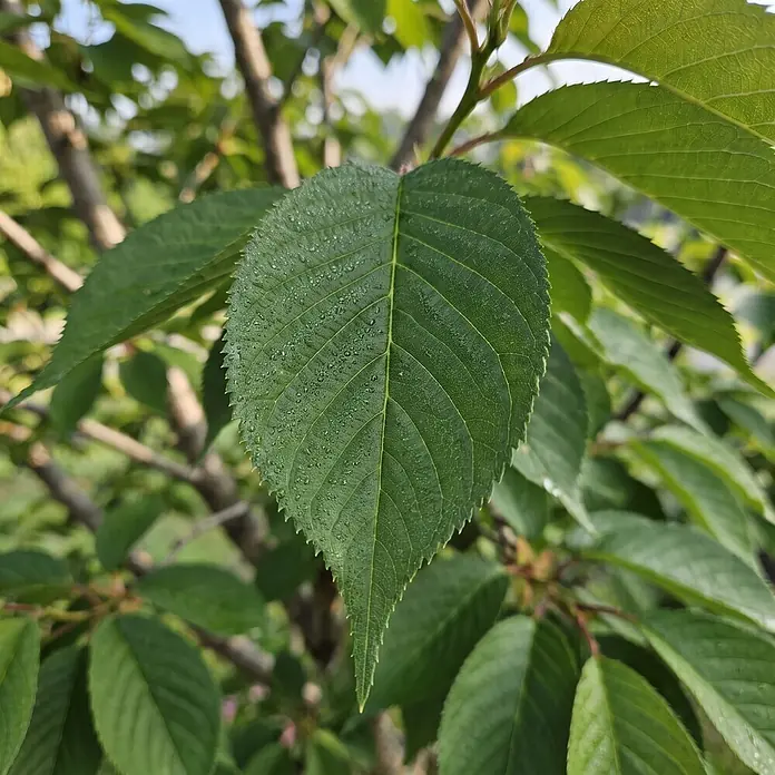 Piardino Zierkirsche - Prunus serrulata 'Kanzan', Aktuelle Wuchshöhe: 200 cm, Stammhöhe: 150 cm - Detailaufnahme