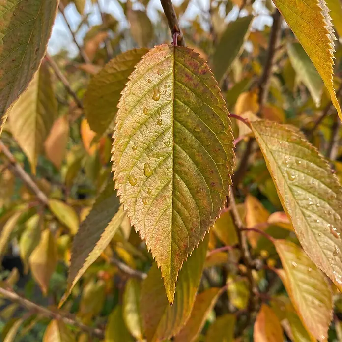 Piardino Zierkirsche - Prunus subhirtella 'Autumnalis Rosea', Aktuelle Wuchshöhe: 200 cm, Stammhöhe: 150 cm - Nahaufnahme eines Herbstblattes mit Wassertropfen, das grüne, gelbe und orange Farbtöne zeigt.