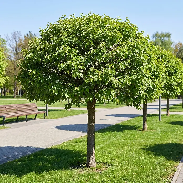 Piardino Zierkirsche - Prunus 'eminens', Aktuelle Wuchshöhe: 170 cm, Stammhöhe: 150 cm - Stimmungsaufnahme