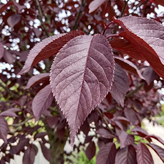 Piardino Zierkirsche Royal Burgundy - Prunus serrulata, Aktuelle Wuchshöhe: 200 cm, Stammhöhe: 150 cm - Detailaufnahme
