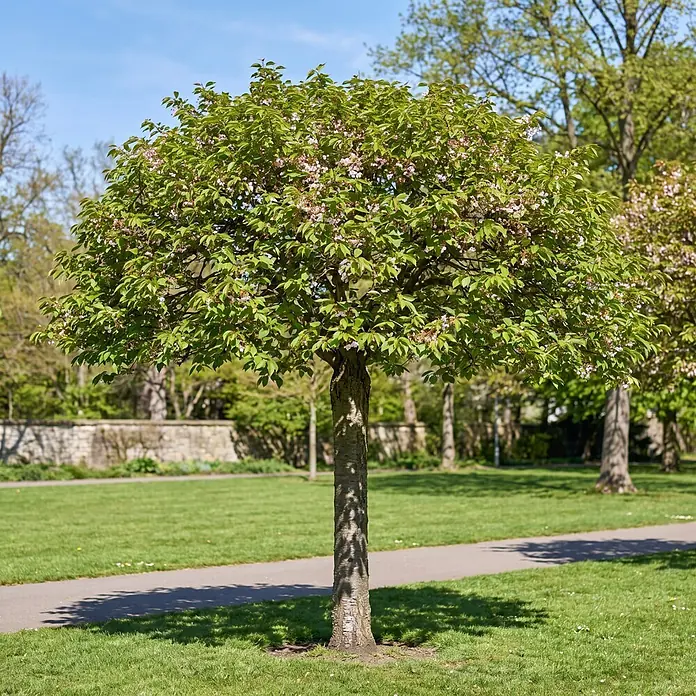 Piardino Zierkirsche - Prunus serrulata Umbraculifera, Aktuelle Wuchshöhe: 200 cm, Stammhöhe: 150 cm - Stimmungsaufnahme
