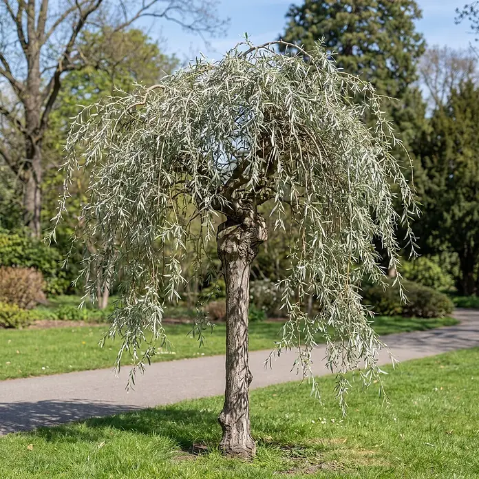 Piardino Silberbirne Pendula - Pyrus salicifolia Pendula, Aktuelle Wuchshöhe: 170 cm, Stammhöhe: 120 cm - Ein kleiner Trauerweidenbaum mit silbrig-grünen Blättern und strukturiertem Stamm, auf grünem Gras in einem sonnigen Park mit Weg.