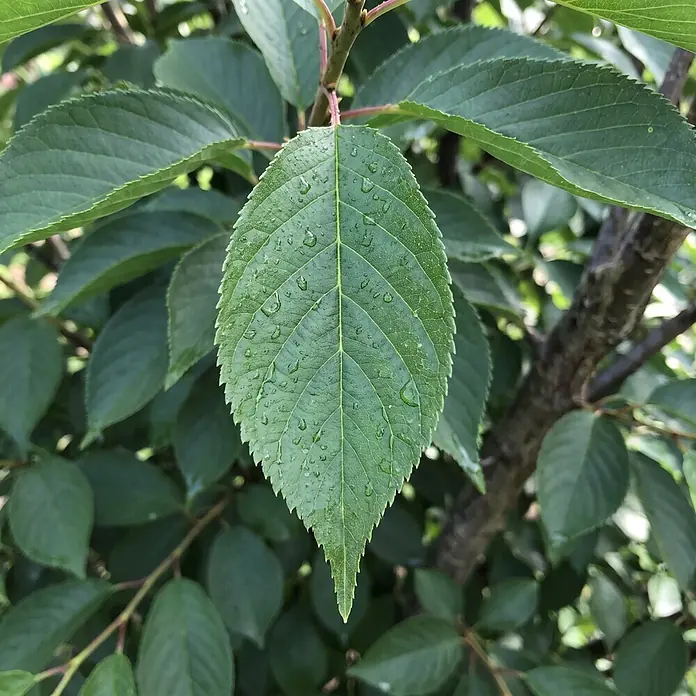 Piardino Zierkirsche - Prunus serrulata Umbraculifera, Aktuelle Wuchshöhe: 170 cm, Stammhöhe: 120 cm - Detailaufnahme