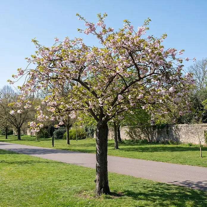 Piardino Zierkirsche - Prunus subhirtella 'Autumnalis Rosea', Aktuelle Wuchshöhe: 200 cm, Stammhöhe: 150 cm - Ein wunderschöner Kirschblütenbaum mit rosa Blüten und grünen Blättern in einem sonnigen Park mit einem gepflasterten Weg.