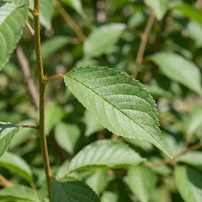 Piardino Zierkirsche - Prunus incisa 'Cunera', Aktuelle Wuchshöhe: 200 cm, Stammhöhe: 150 cm - Ein grünes Blatt mit sichtbaren Adern und gezackten Rändern, an einem Stiel befestigt.