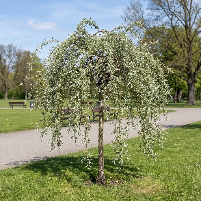 Piardino Silberbirne Pendula - Pyrus salicifolia Pendula, Aktuelle Wuchshöhe: 170 cm, Stammhöhe: 120 cm - Kleiner Trauerbaum mit silbrig-grünen Blättern in einem sonnigen Park neben einem gepflasterten Weg.