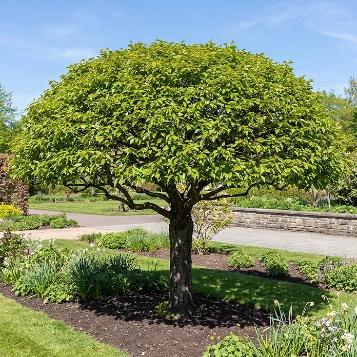 Piardino Zierkirsche - Prunus serrulata Umbraculifera, Aktuelle Wuchshöhe: 170 cm, Stammhöhe: 120 cm - Stimmungsaufnahme