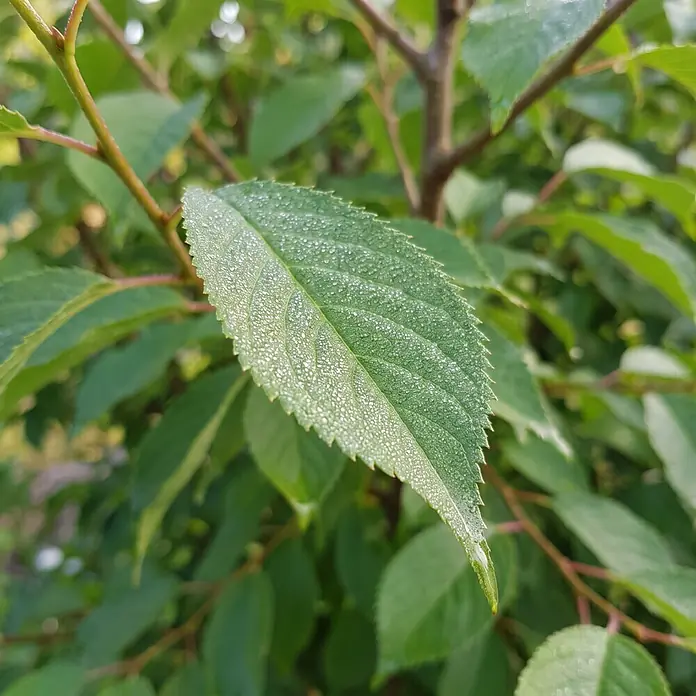 Piardino Yoshino-Kirsche - Prunus yoedensis, Aktuelle Wuchshöhe: 170 cm, Stammhöhe: 120 cm - Detailaufnahme