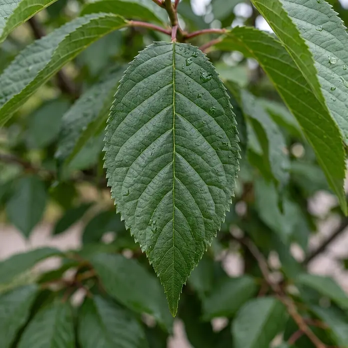 Piardino Zierkirsche - Prunus 'eminens', Aktuelle Wuchshöhe: 170 cm, Stammhöhe: 150 cm - Detailaufnahme