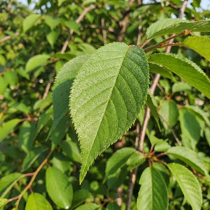 Piardino Zierkirsche - Prunus serrulata Kiku-shidare-zakura, Aktuelle Wuchshöhe: 170 cm, Stammhöhe: 120 cm - Detailaufnahme