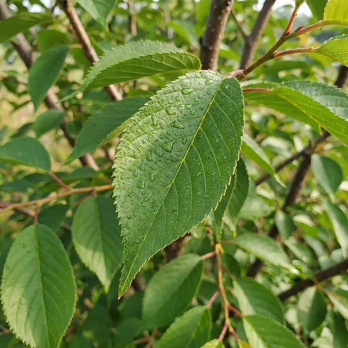 Piardino Yoshino-Kirsche - Prunus yoedensis, Aktuelle Wuchshöhe: 200 cm, Stammhöhe: 150 cm - Nahaufnahme eines leuchtend grünen Blattes mit gezackten Rändern, bedeckt mit klaren Wassertropfen, an einem braunen Ast.