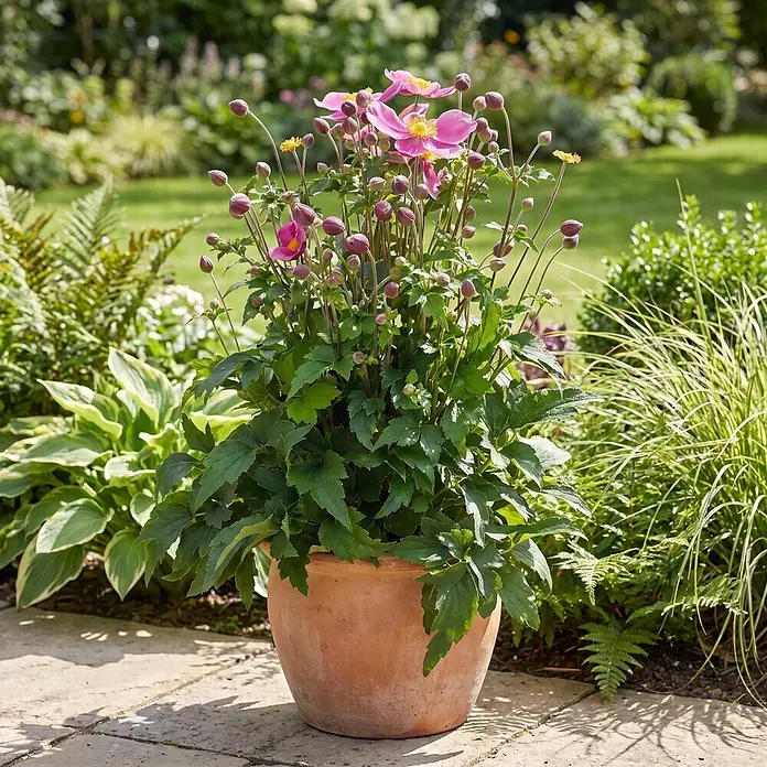 Piardino Herbstanemone - Anemone hupehensis 'Emmy Deep Rose', Topfgröße: 17 cm, Rosa - Stimmungsaufnahme
