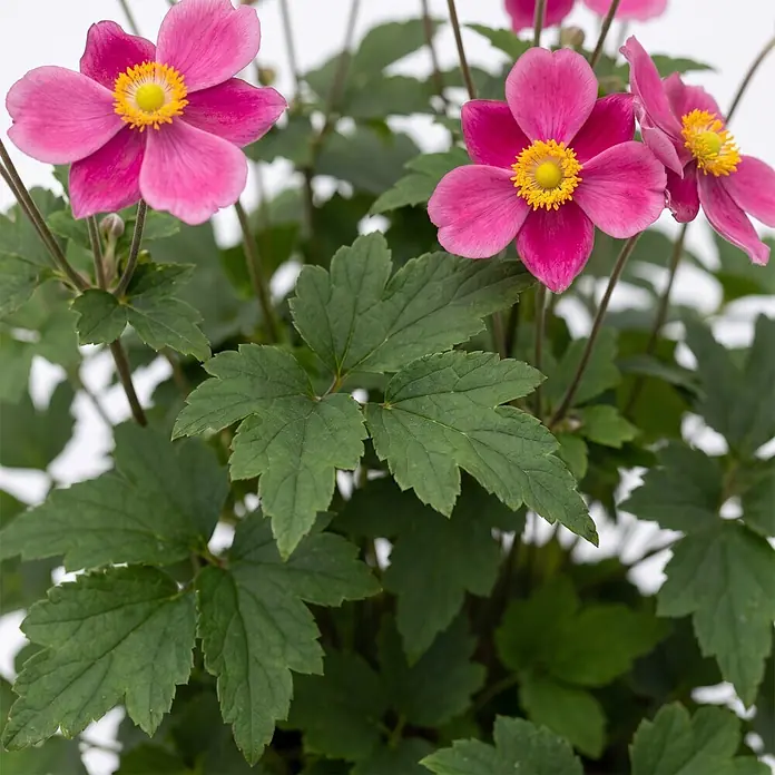 Piardino Herbstanemone - Anemone hupehensis 'Emmy Deep Rose', Topfgröße: 17 cm, Rosa - Detailaufnahme