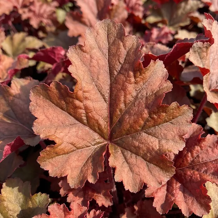 Piardino Purpurglöckchen -  - Detailaufnahme