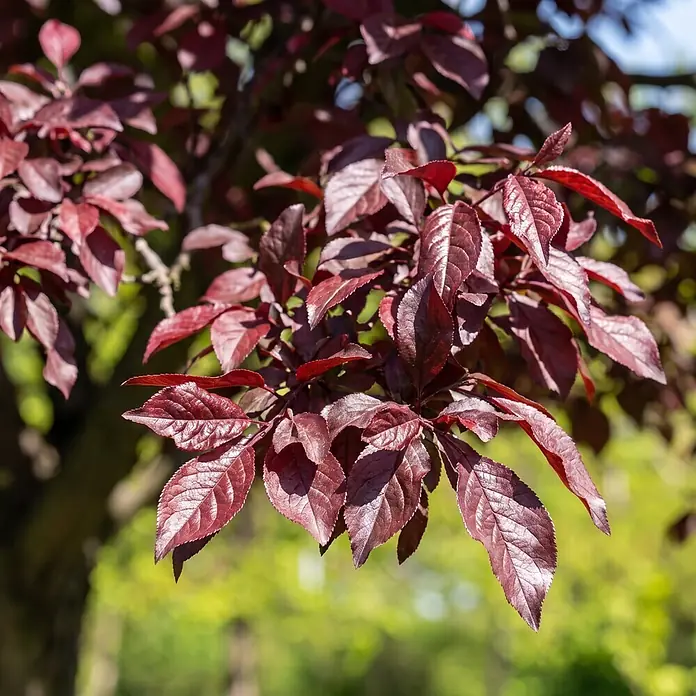 Piardino Zierapfel Freja - Malus toringo, Aktuelle Wuchshöhe: 200 cm, Stammhöhe: 150 cm - Detailaufnahme