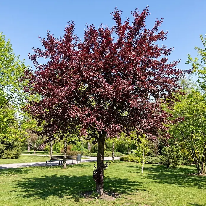 Piardino Zierapfel Freja - Malus toringo, Aktuelle Wuchshöhe: 200 cm, Stammhöhe: 150 cm - Stimmungsaufnahme