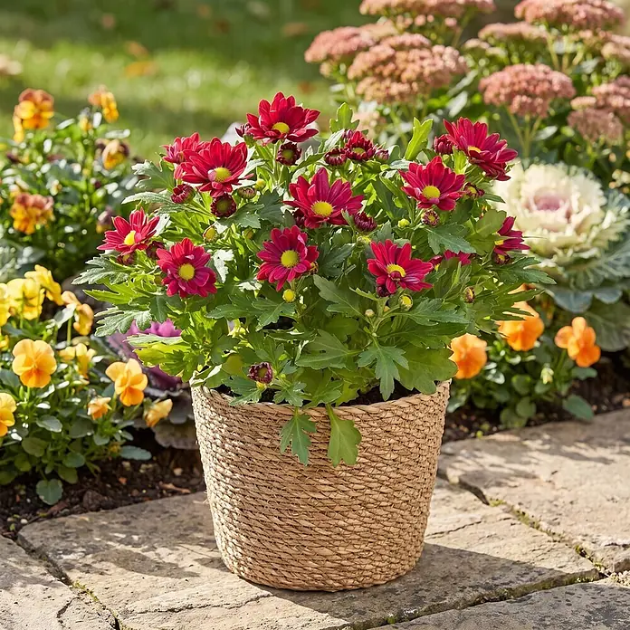Piardino Herbst-Chrysantheme - Dendranthema Hybride 'Garden Mums', Topfgröße: 13 cm, Verschiedene Farben - Rote Chrysanthemen mit gelber Mitte in geflochtenem Korb auf Gehwegplatten im sonnigen Garten.