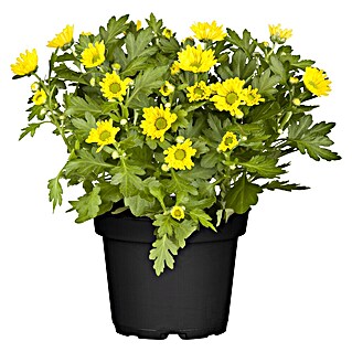 Piardino Herbst-Chrysantheme (Dendranthema Hybride 'Garden Mums', Topfgröße: 13 cm, Verschiedene Farben)