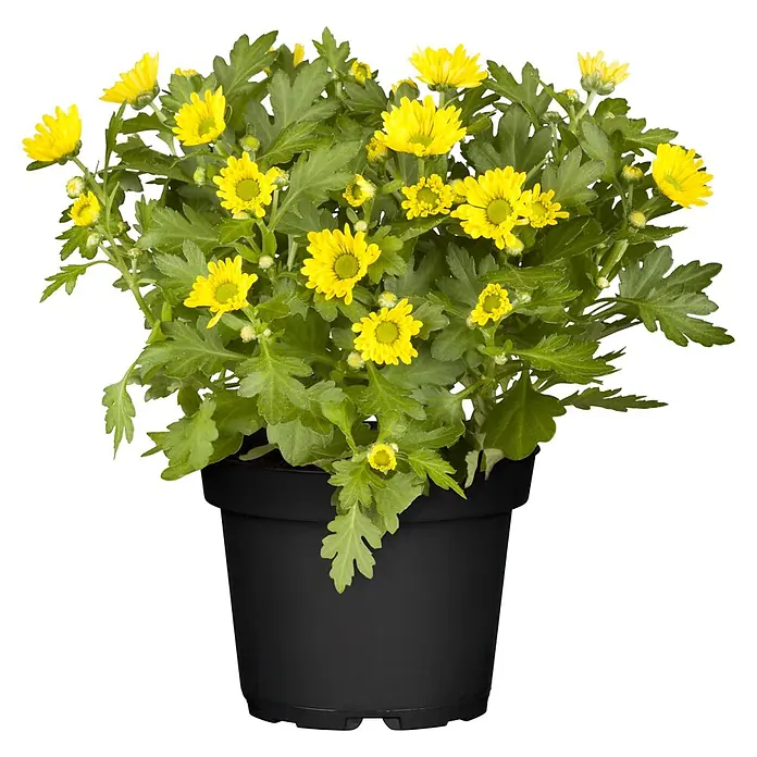 Piardino Herbst-Chrysantheme - Dendranthema Hybride 'Garden Mums', Topfgröße: 13 cm, Verschiedene Farben - Leuchtend gelbe Chrysanthemen in einem schwarzen Topf.