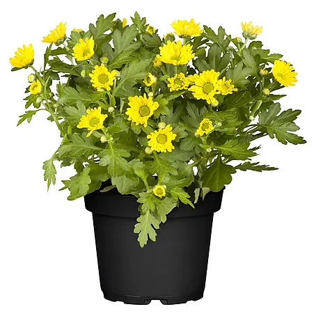 Piardino  Herbst-Chrysantheme