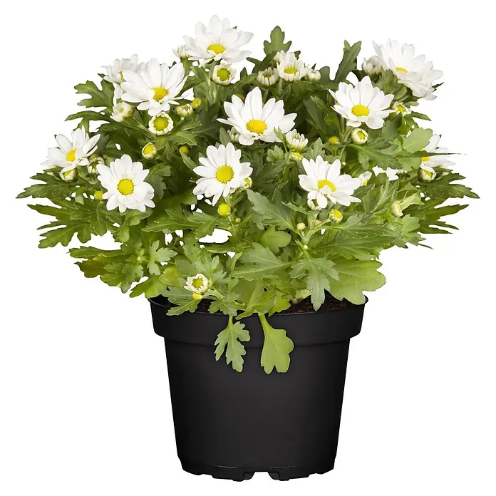 Piardino Herbst-Chrysantheme - Dendranthema Hybride 'Garden Mums', Topfgröße: 13 cm, Verschiedene Farben - Topfpflanze mit weißen Gänseblümchen und grünen Blättern in einem schwarzen Topf.