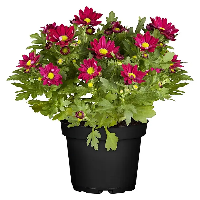 Piardino Herbst-Chrysantheme - Dendranthema Hybride 'Garden Mums', Topfgröße: 13 cm, Verschiedene Farben - Topfpflanze mit leuchtend roten margeritenähnlichen Blüten und grünen Blättern in einem schwarzen Topf.