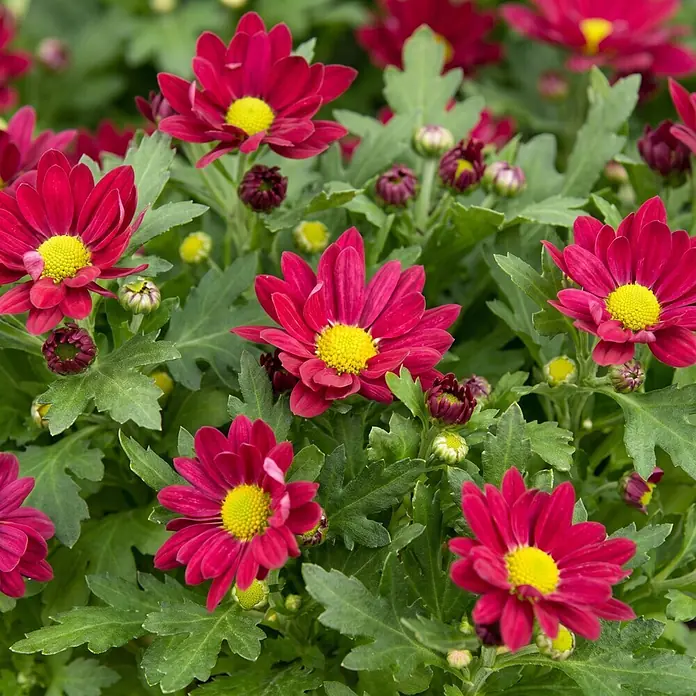Piardino Herbst-Chrysantheme - Dendranthema Hybride 'Garden Mums', Topfgröße: 13 cm, Verschiedene Farben - Leuchtend rote Chrysanthemenblüten mit hellgelben Mitten inmitten von grünem Laub.