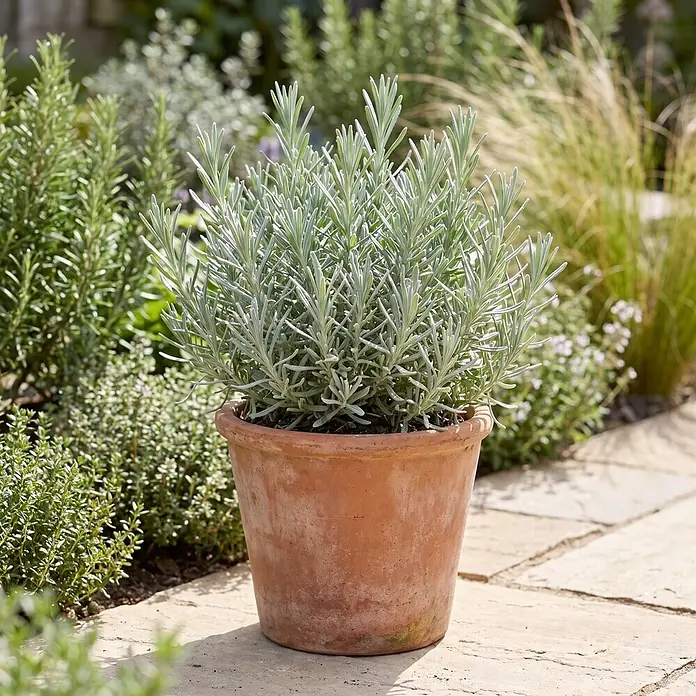 Piardino Pflanzen-Mix - Topfgröße: 11 cm - Eine silbrig-grüne Kräuterpflanze in einem klassischen Terrakottatopf, auf Steinplatten in einem sonnigen Garten.